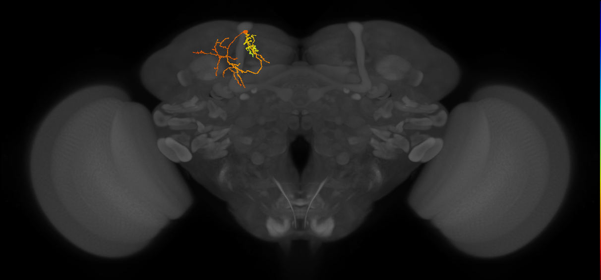 CB2638_L (MaleCNS:152053)