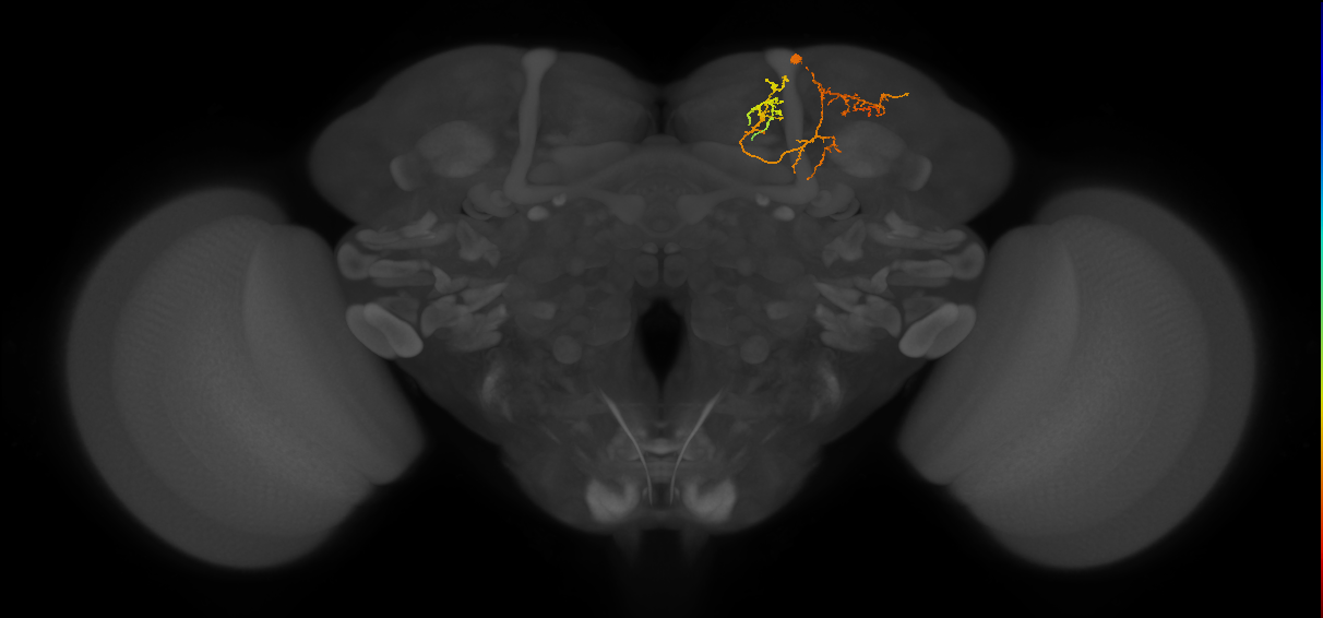 CB2638_R (MaleCNS:551911)