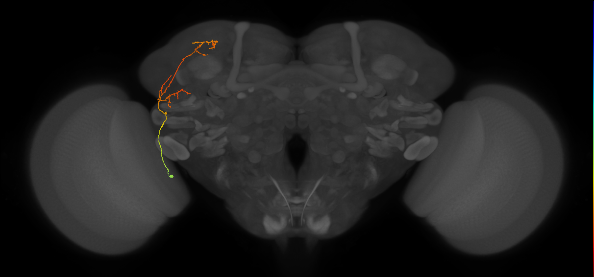 CB2685_L (MaleCNS:80570)