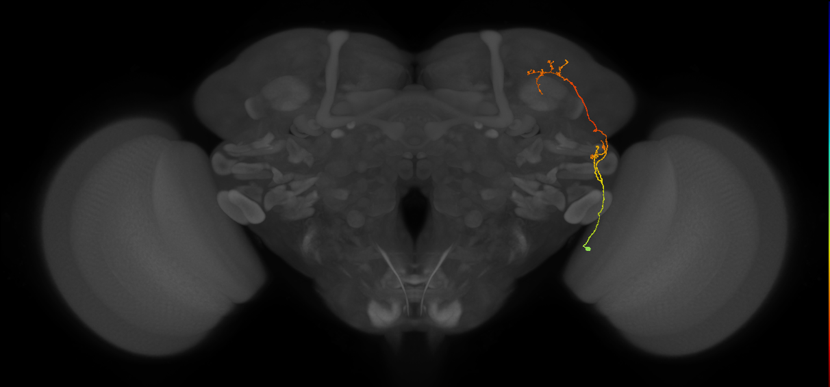 CB2685_R (MaleCNS:73303)