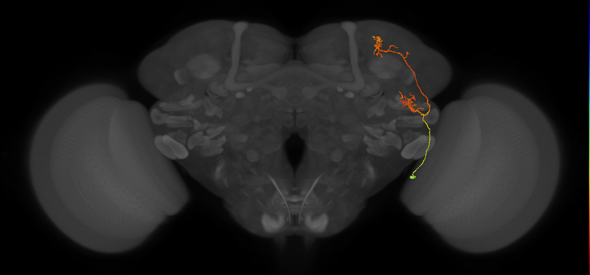 CB2685_R (MaleCNS:57374)
