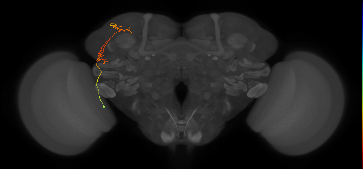 CB2685_L (MaleCNS:89342)