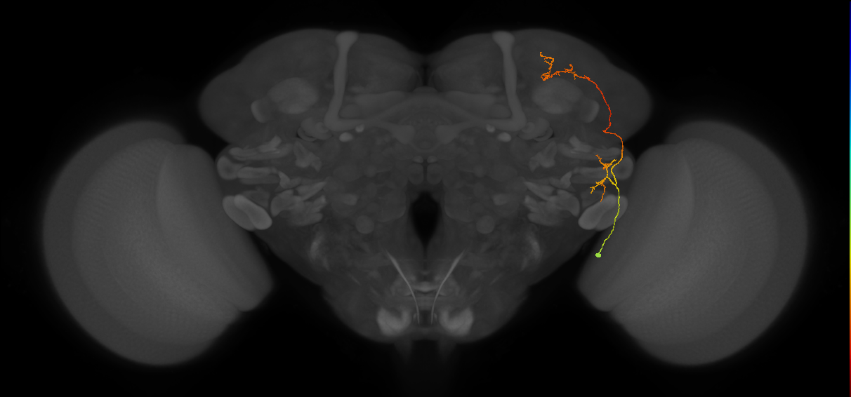 CB2685_R (MaleCNS:67783)