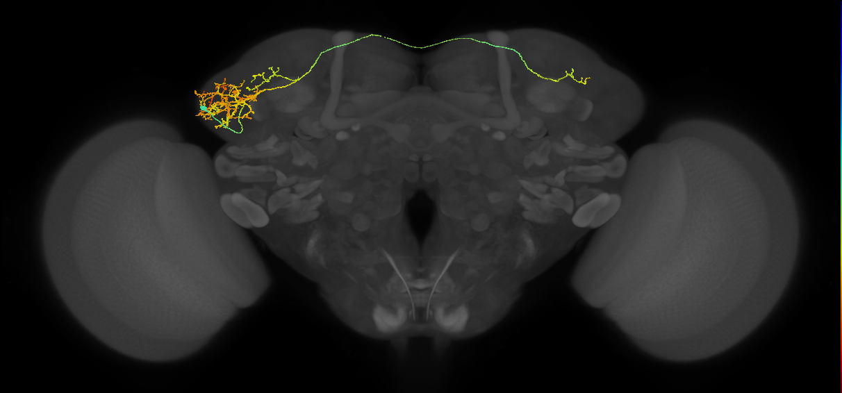 CB2687_L (MaleCNS:58525)