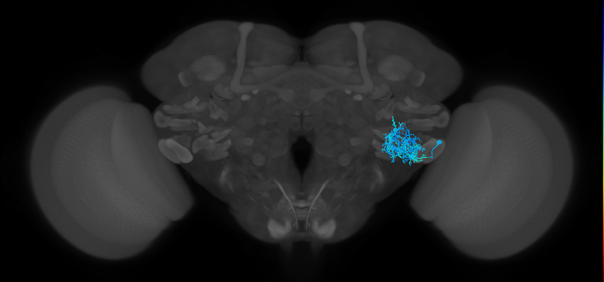 CB2769_R (MaleCNS:516826)