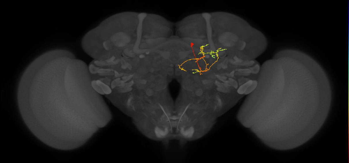CB2869_R (MaleCNS:60621)