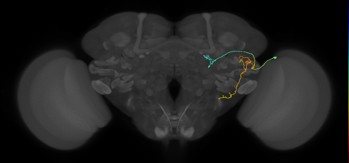 CB2881_R (MaleCNS:54174)