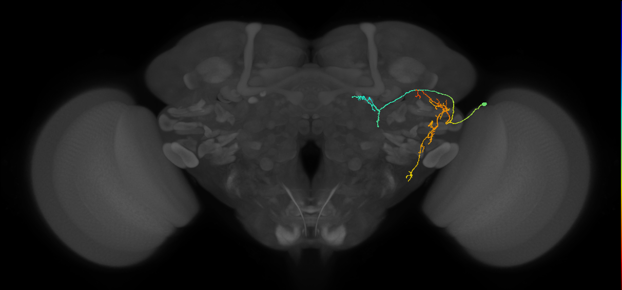 CB2881_R (MaleCNS:575643)