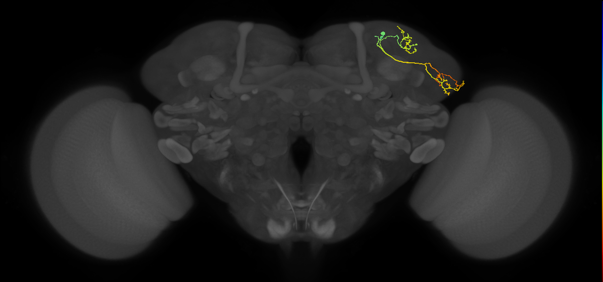 CB2892_R (MaleCNS:91782)