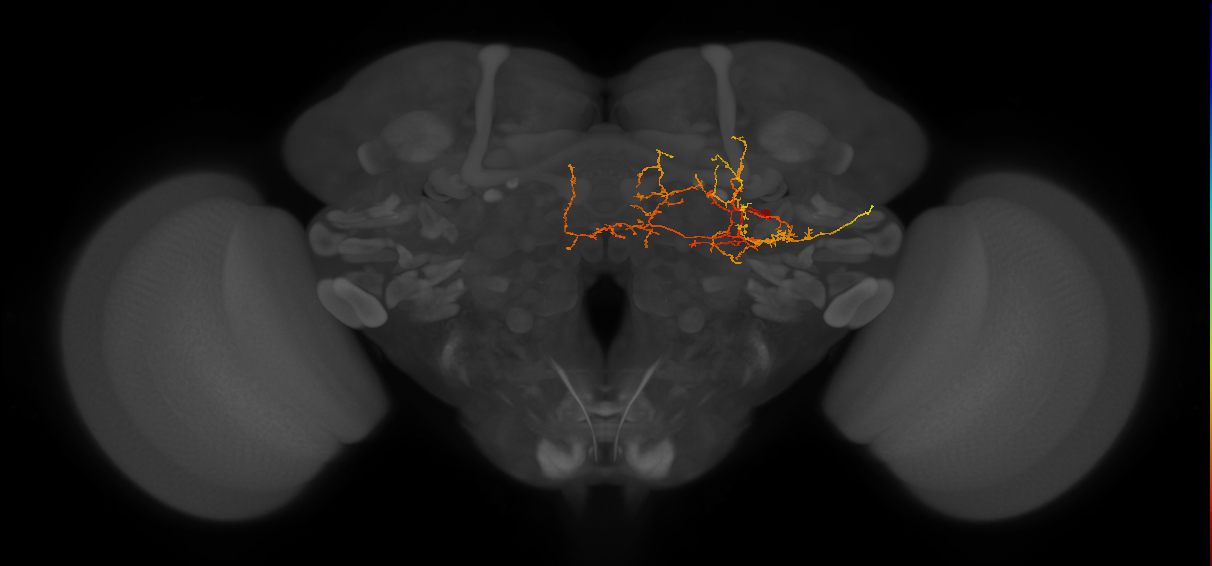CB2896_R (MaleCNS:72751)