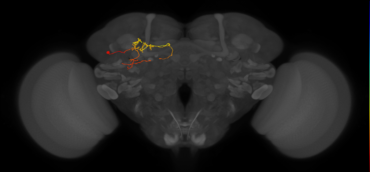 adult CLp2 lineage neuron