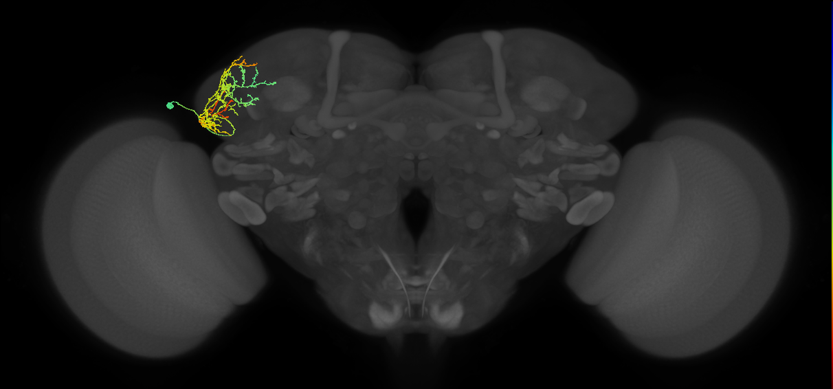 CB3016_L (MaleCNS:58356)