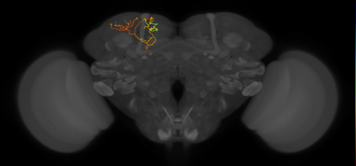 CB3069_L (MaleCNS:147459)