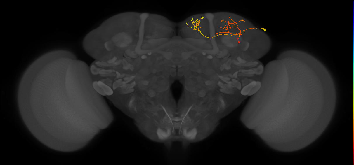 CB3252_R (MaleCNS:65792)