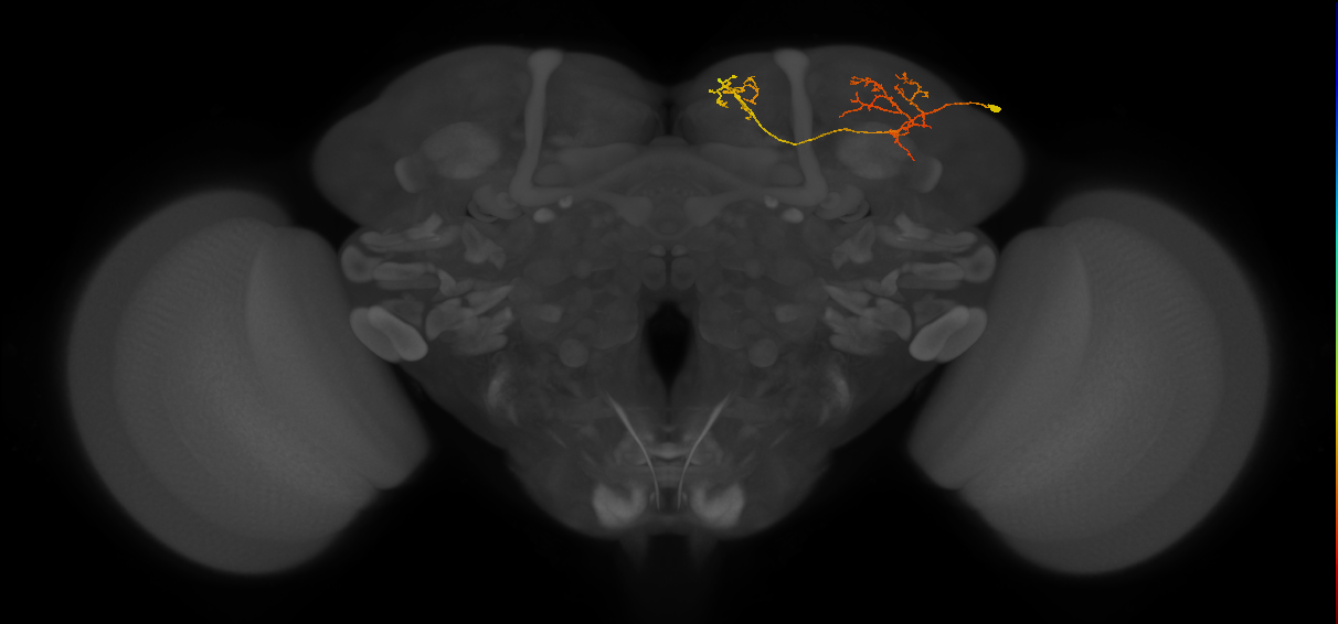 CB3252_R (MaleCNS:78650)