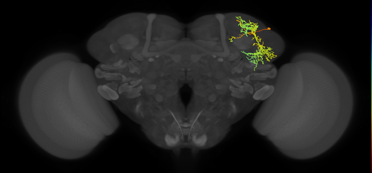 CB3464_R (MaleCNS:25722)