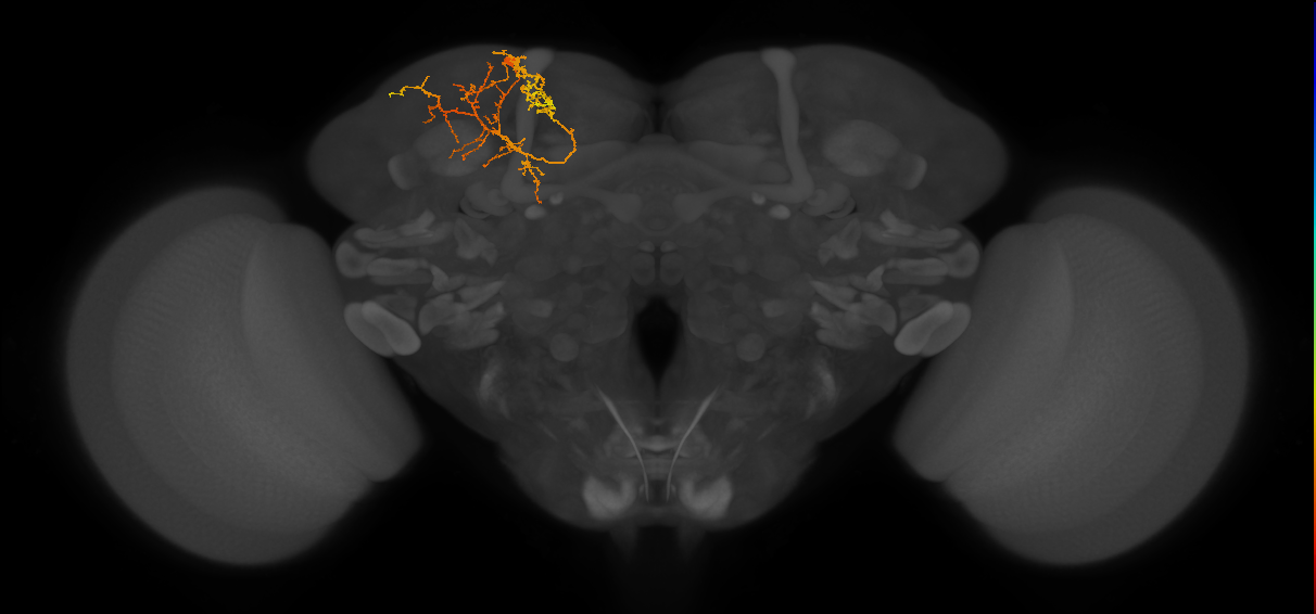 CB3541_L (MaleCNS:73659)