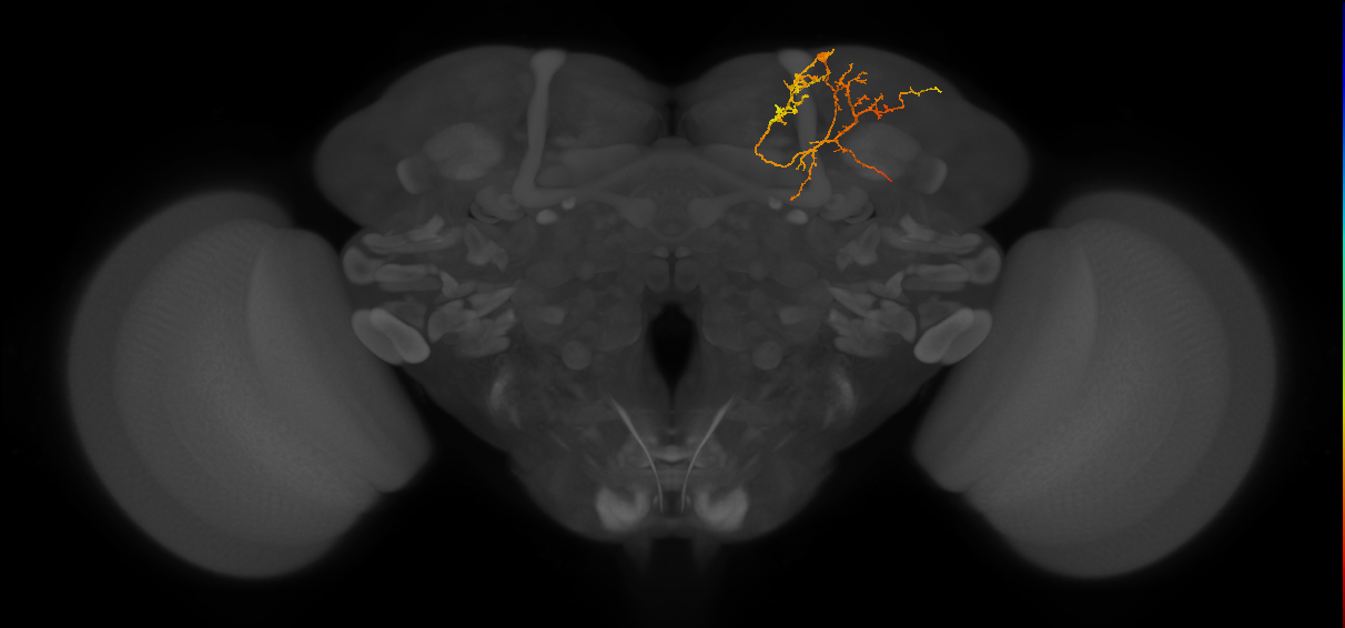 CB3541_R (MaleCNS:128670)