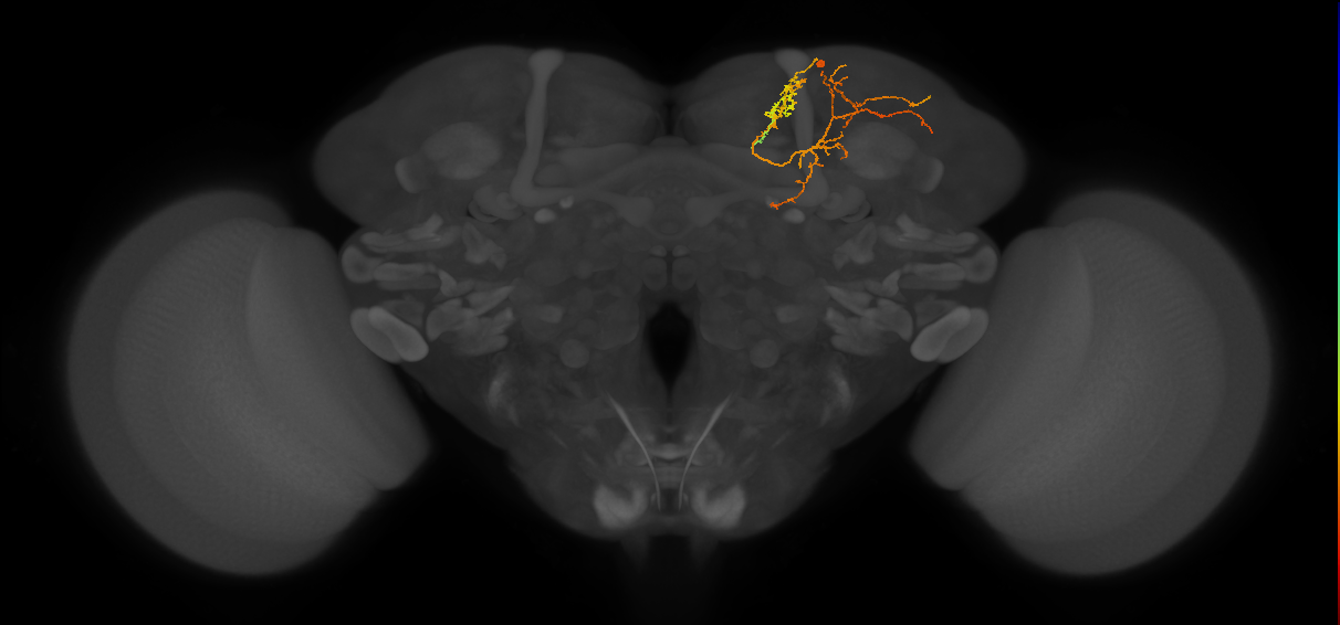 CB3541_R (MaleCNS:58355)