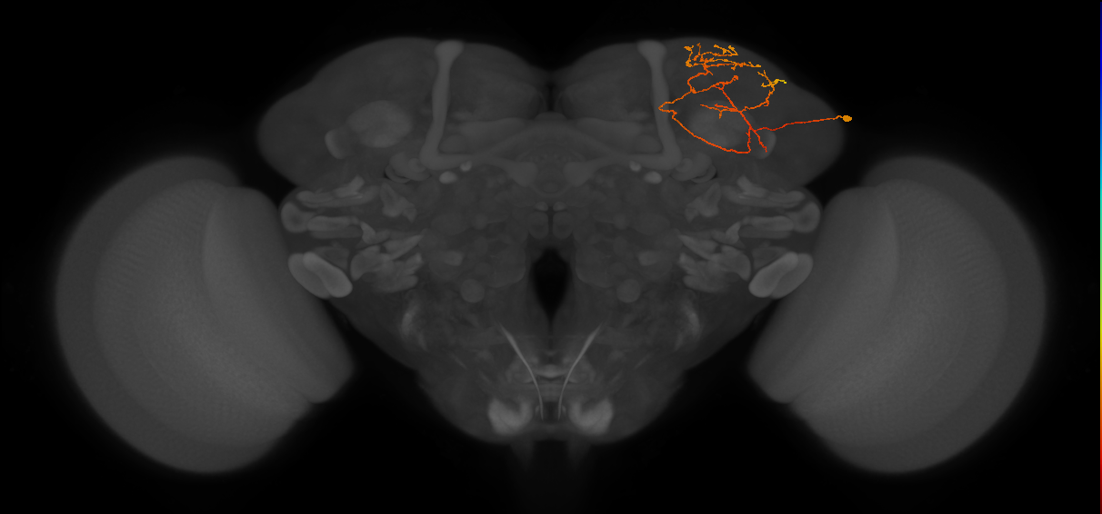 CB3556_R (MaleCNS:52521)