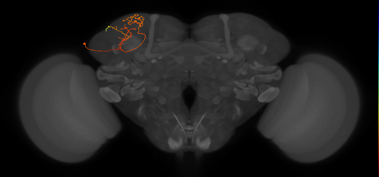 CB3556_L (MaleCNS:114602)