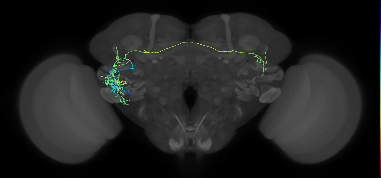 DALl2 lineage neuron