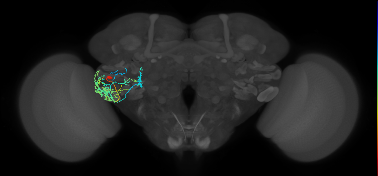 adult VLPp1 lineage neuron