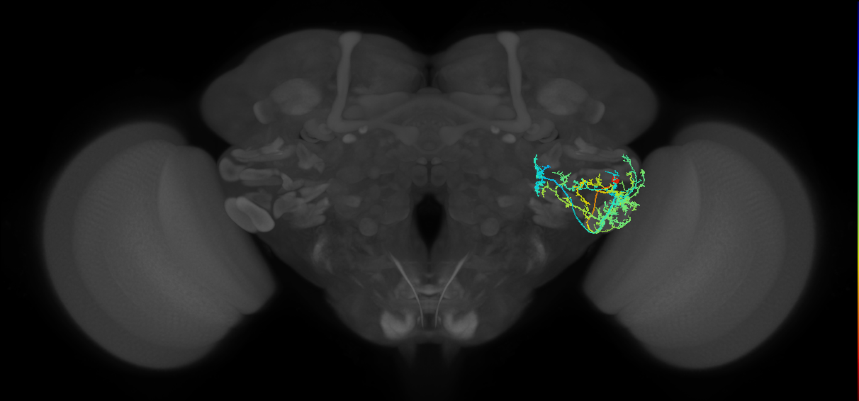 CB3863_R (MaleCNS:21910)