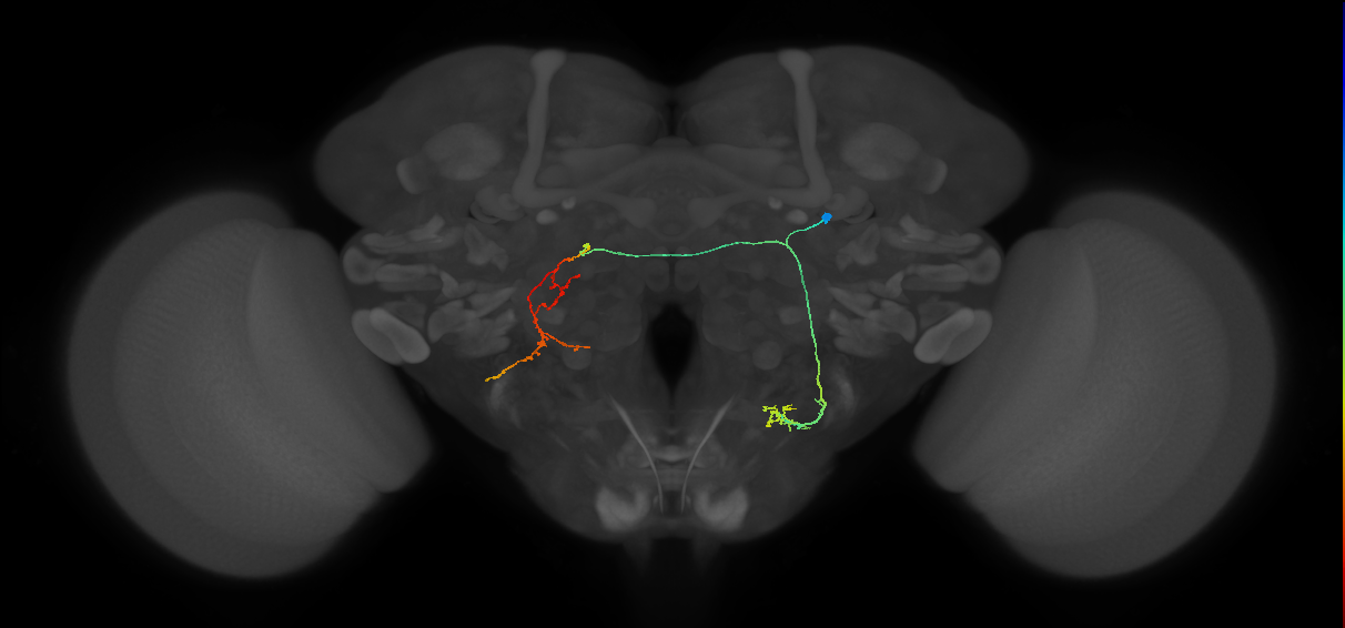 CB3865_R (MaleCNS:105512)