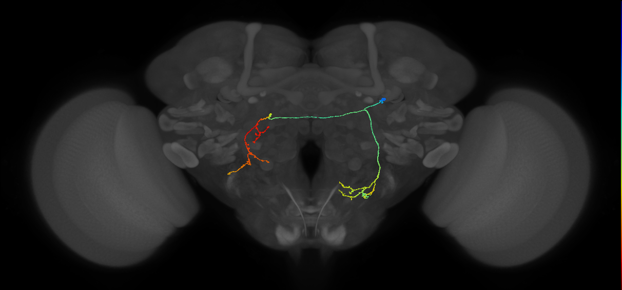 CB3865_R (MaleCNS:116584)
