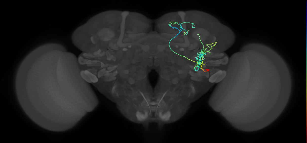 adult VLPl&p1 lineage neuron