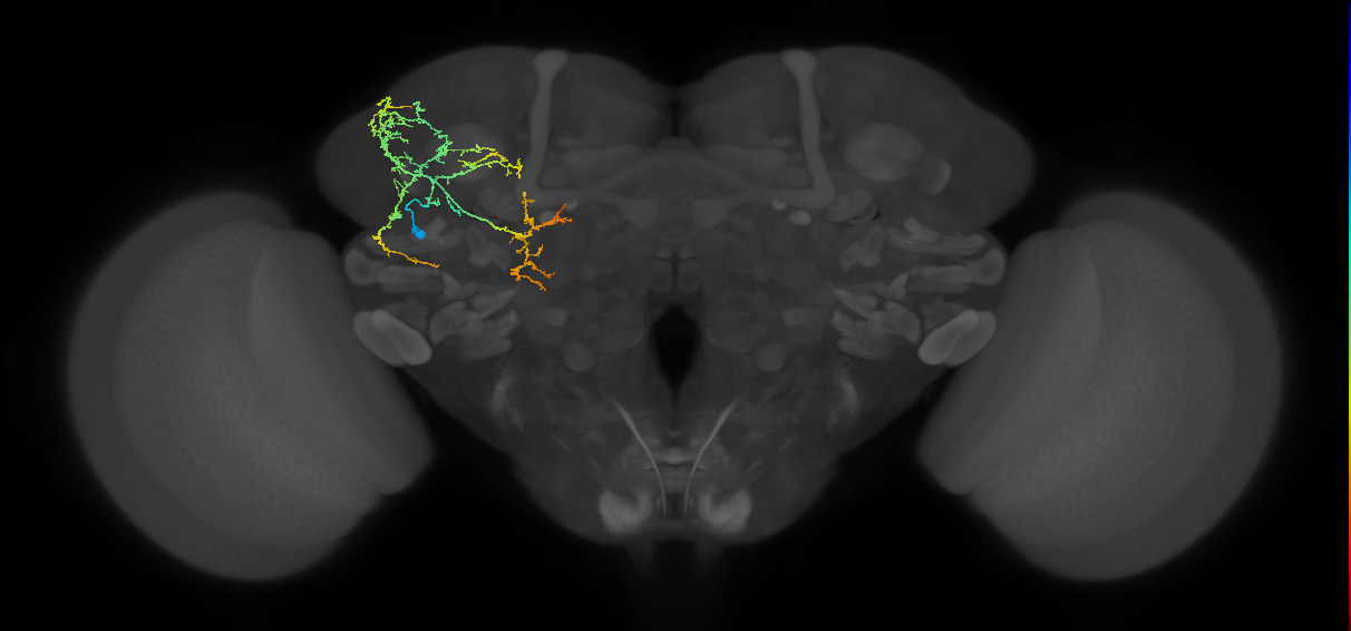 CB3932_L (MaleCNS:529633)