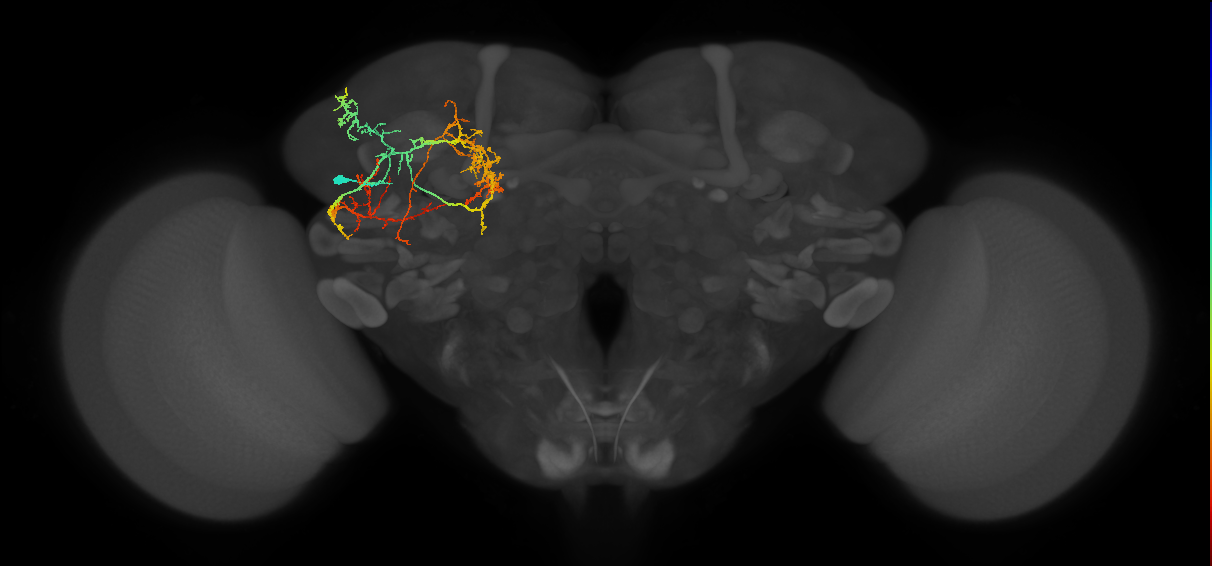 CB3951b_L (MaleCNS:28463)