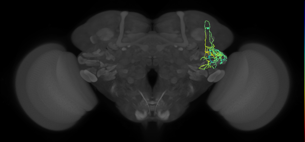 CB3959_R (MaleCNS:47662)