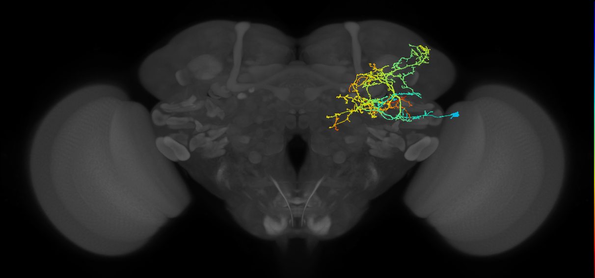 CB3977_R (MaleCNS:17407)