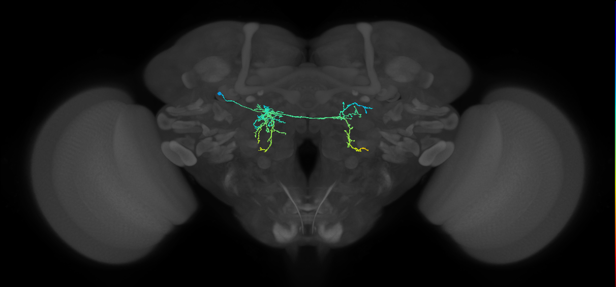 adult AOTUv3 lineage neuron