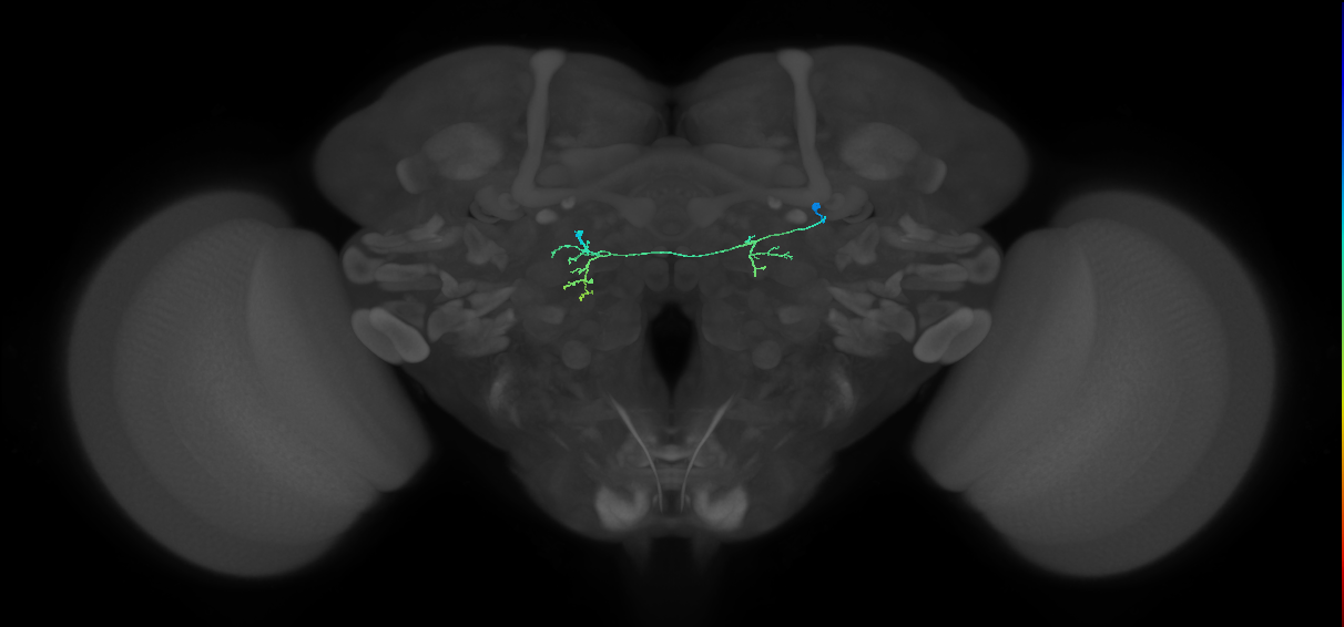 CB3992_R (MaleCNS:145613)