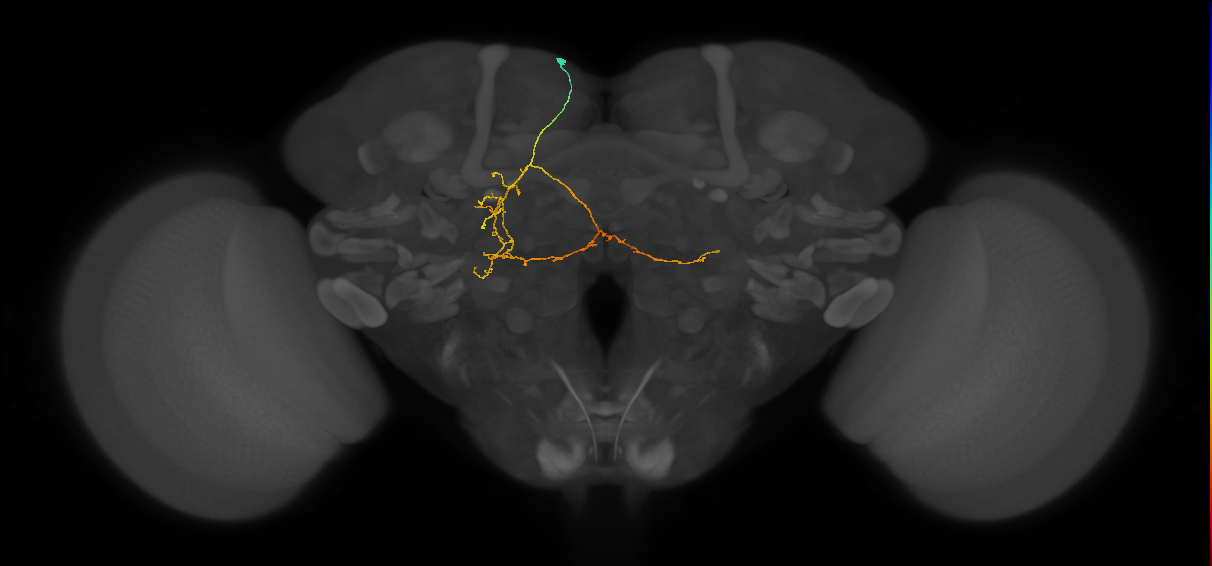adult SMPad2 lineage neuron