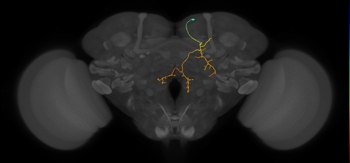 adult SMPad2 lineage neuron