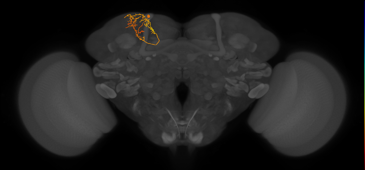 CB4023_L (MaleCNS:155108)