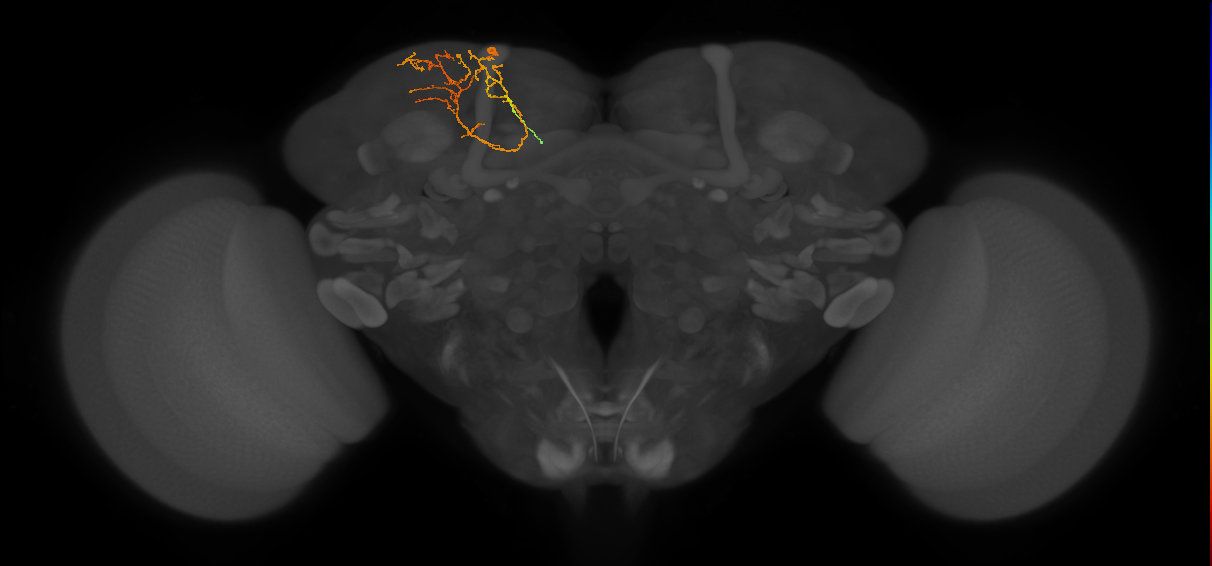 CB4023_L (MaleCNS:174149)