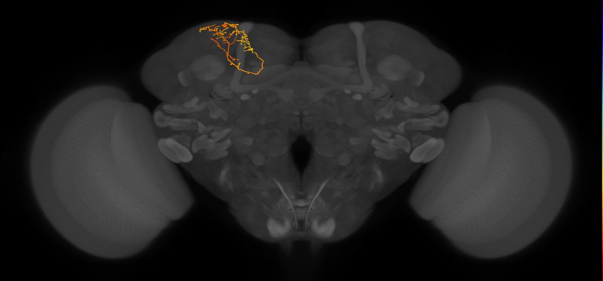 CB4023_L (MaleCNS:177686)