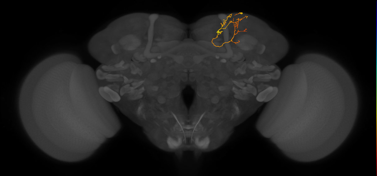 CB4023_R (MaleCNS:145304)