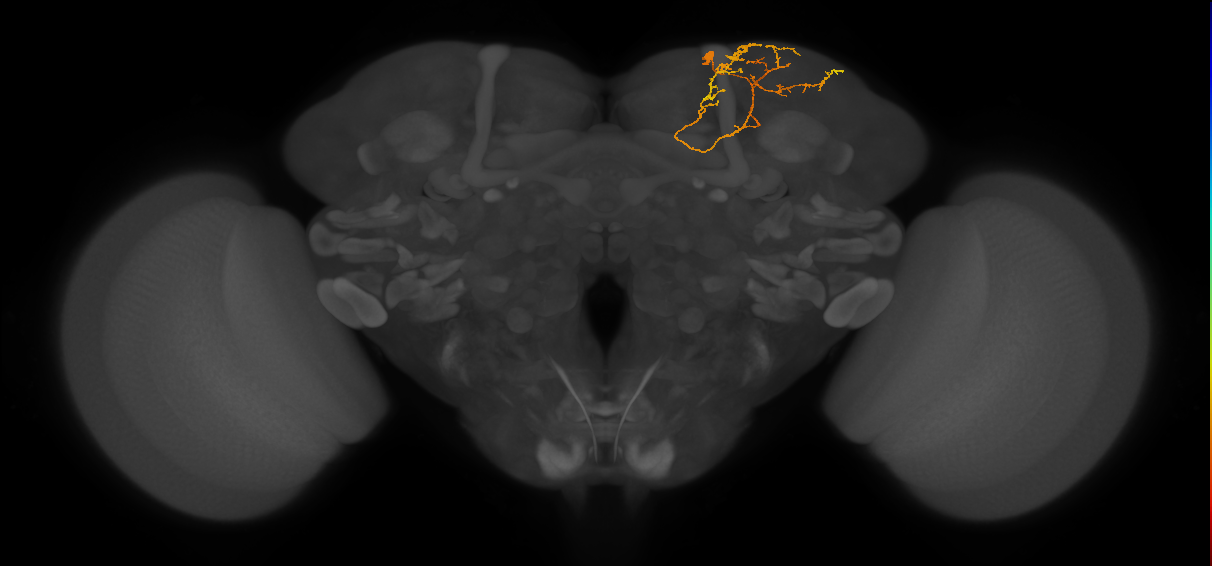 CB4023_R (MaleCNS:545338)