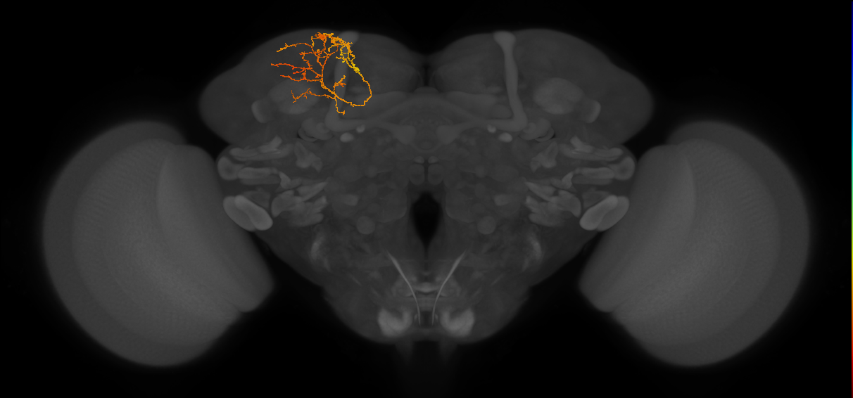 CB4023_L (MaleCNS:542150)