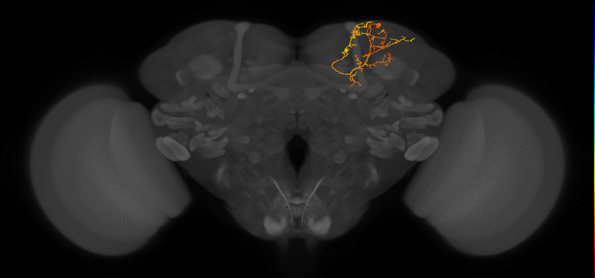 CB4023_R (MaleCNS:45356)