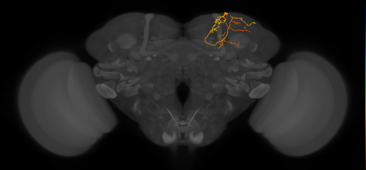 CB4023_R (MaleCNS:163514)