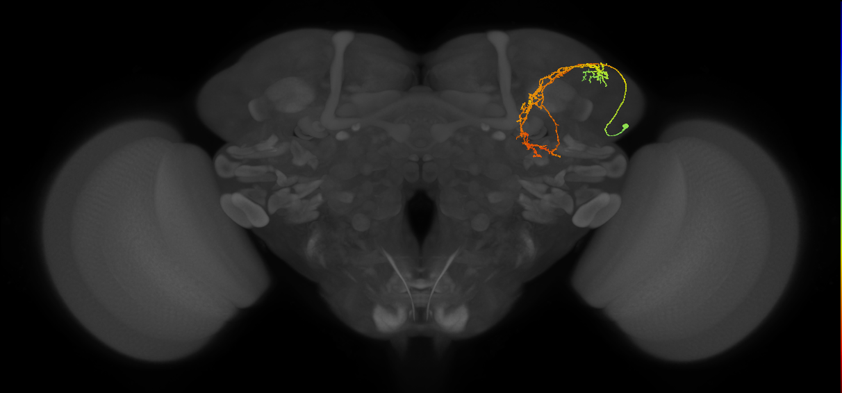 CB4033_R (MaleCNS:32487)