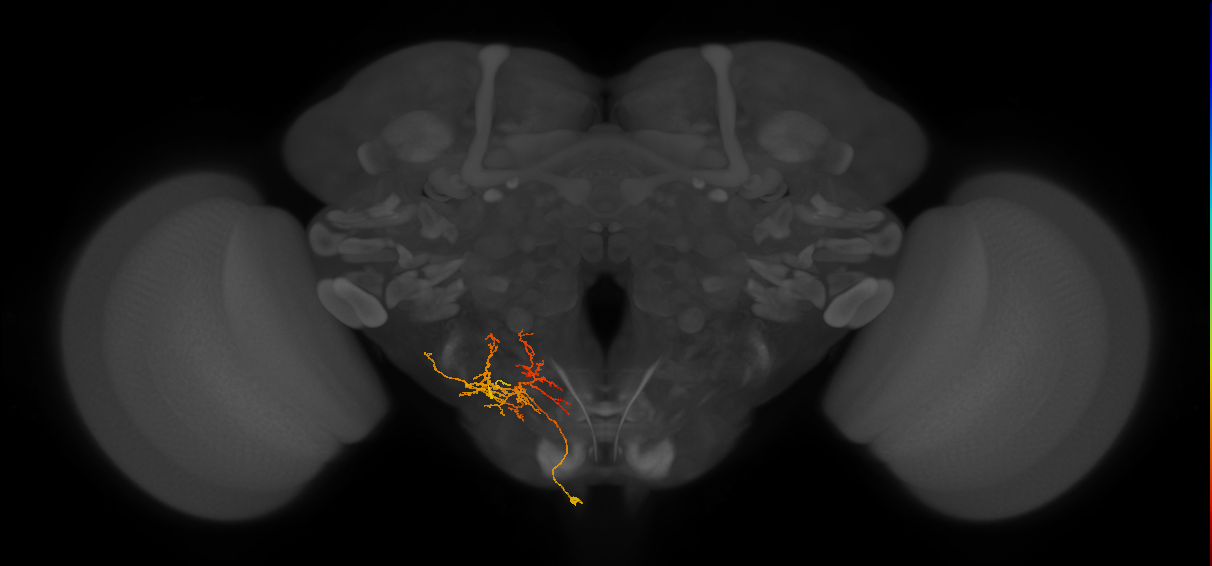 CB4066_L (MaleCNS:53687)