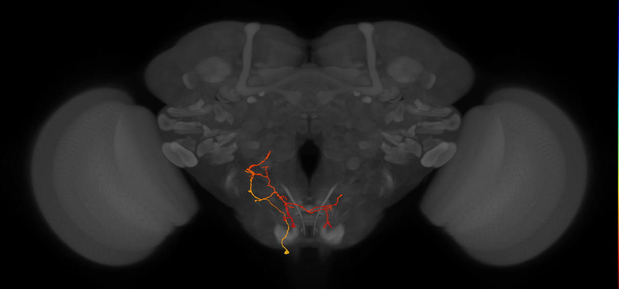 CB4066_L (MaleCNS:66845)